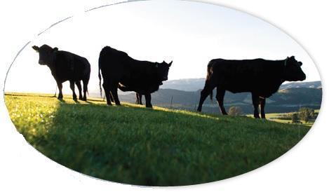 歐洲視角 牛血清在生物制品生產(chǎn)中的監(jiān)管指南與質(zhì)量考量